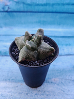 Astrophytum Myriostigma monstrosa (Астрофитум)