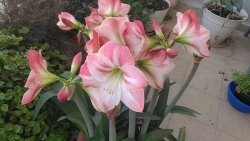 Амариллис Эппл Блоссом Закупка М80 сентябрь 2026