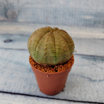 Euphoria Obesa (Эуфорбия)