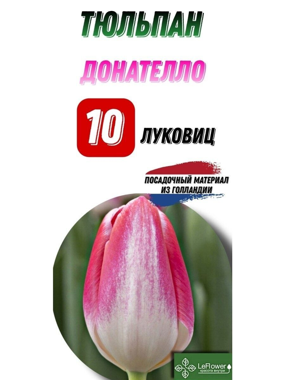тюльпан донателло10