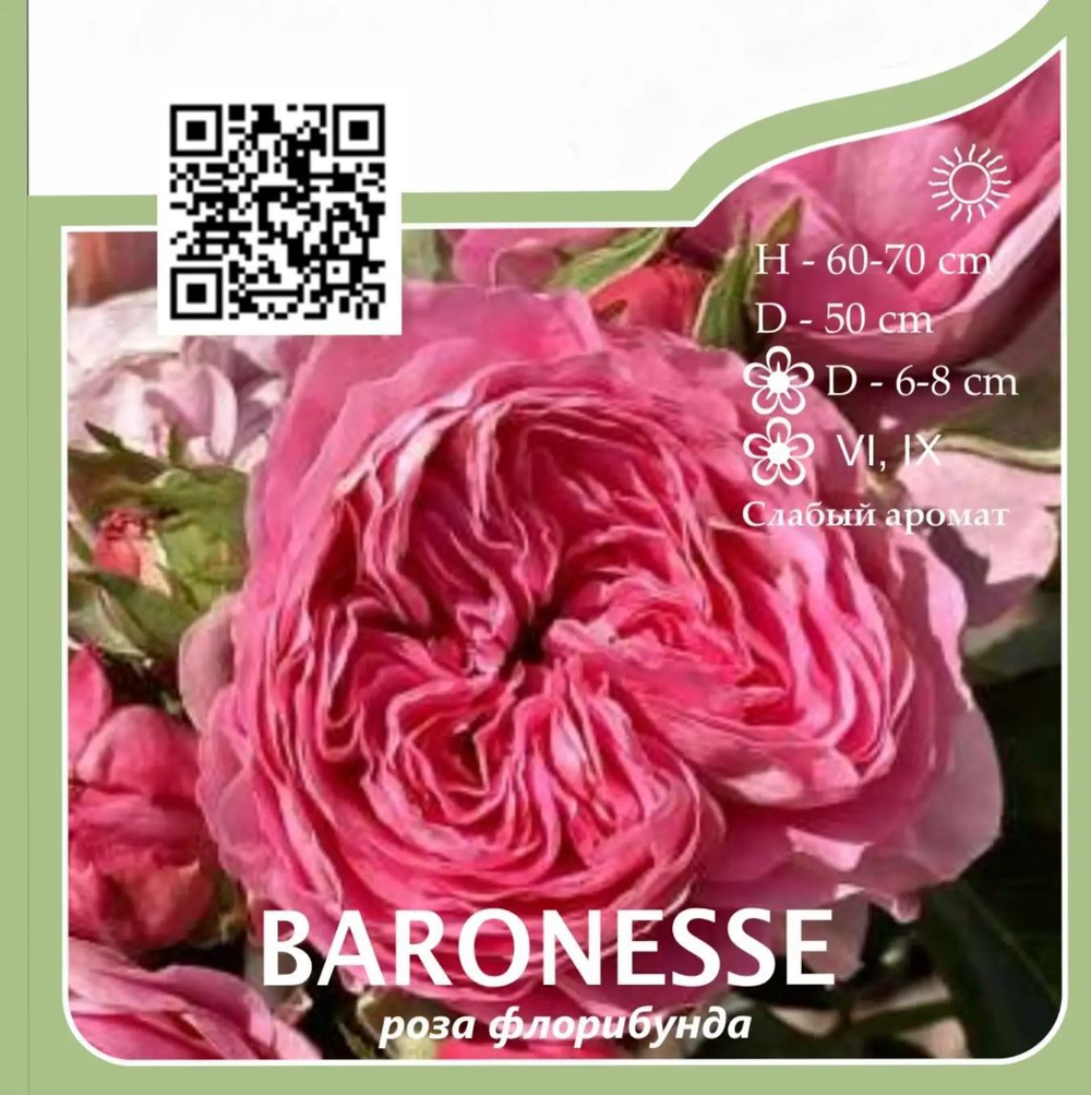 Роза флорибунда "Baronesse"