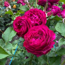 Вайлд Блю Иден (Wild Blue Yonder)