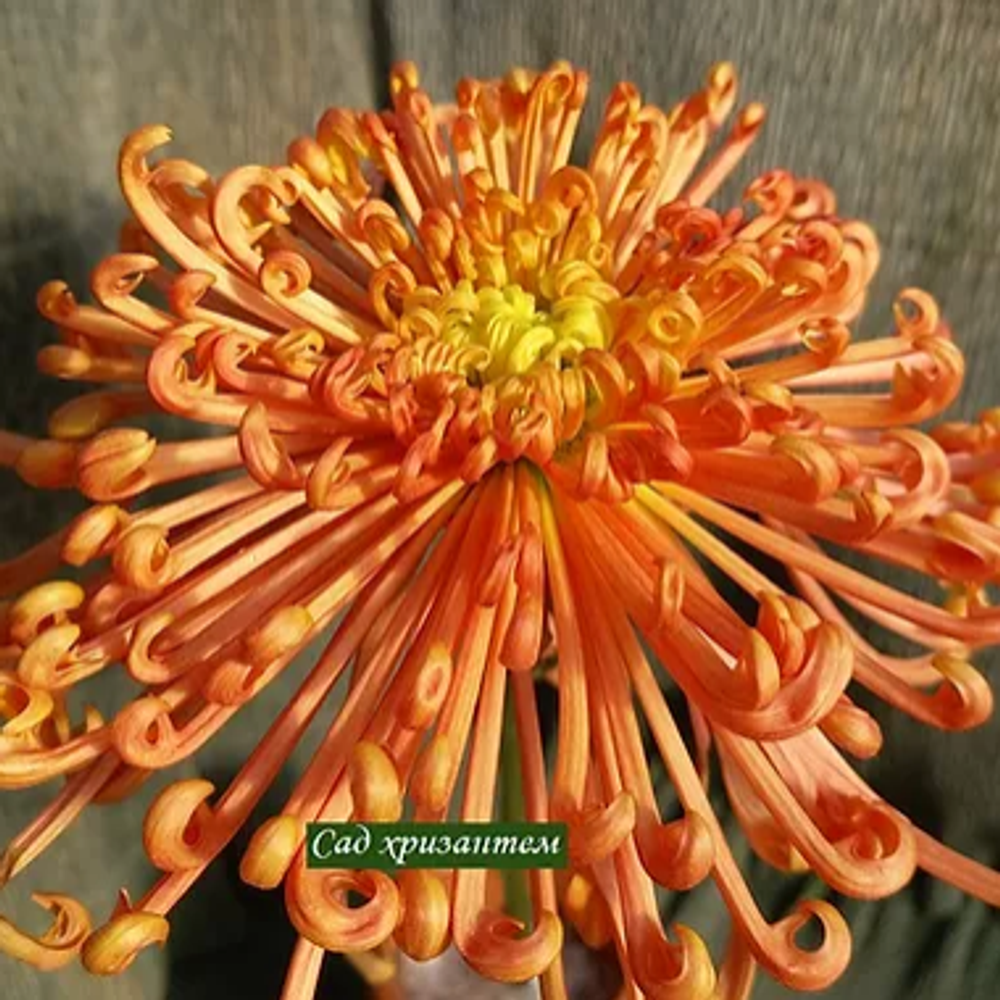 Caral Reef  крупноцветковая хризантема ☘  ан 2   (отгрузка Май)