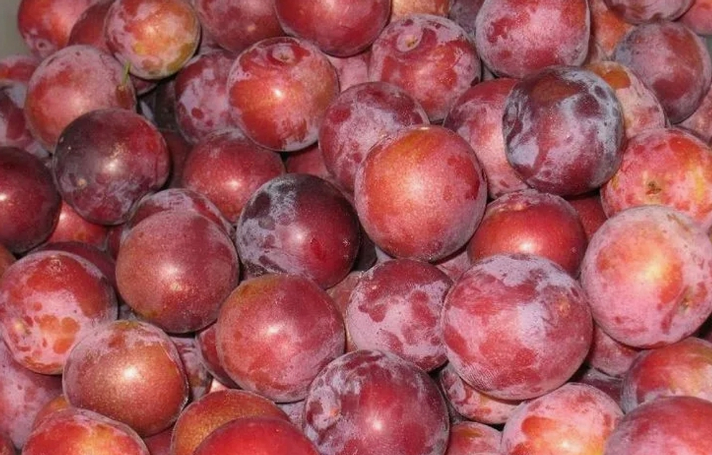 Алыча, 1кг