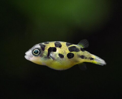 Тетрадон Карликовый