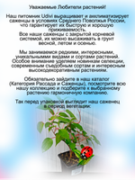Актинидия аргута пурпурная садовая