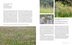 New Naturalism: Designing and Planting a Resilient, Ecologically Vibrant Home Garden