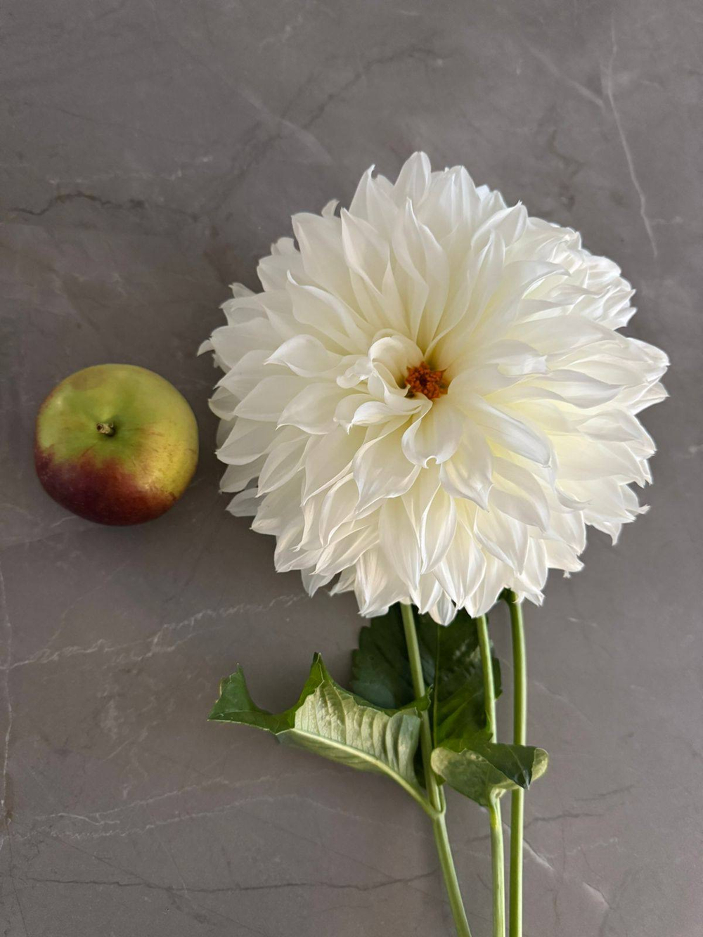 Георгин Флерел (корень) Закупка М55 апрель 2026