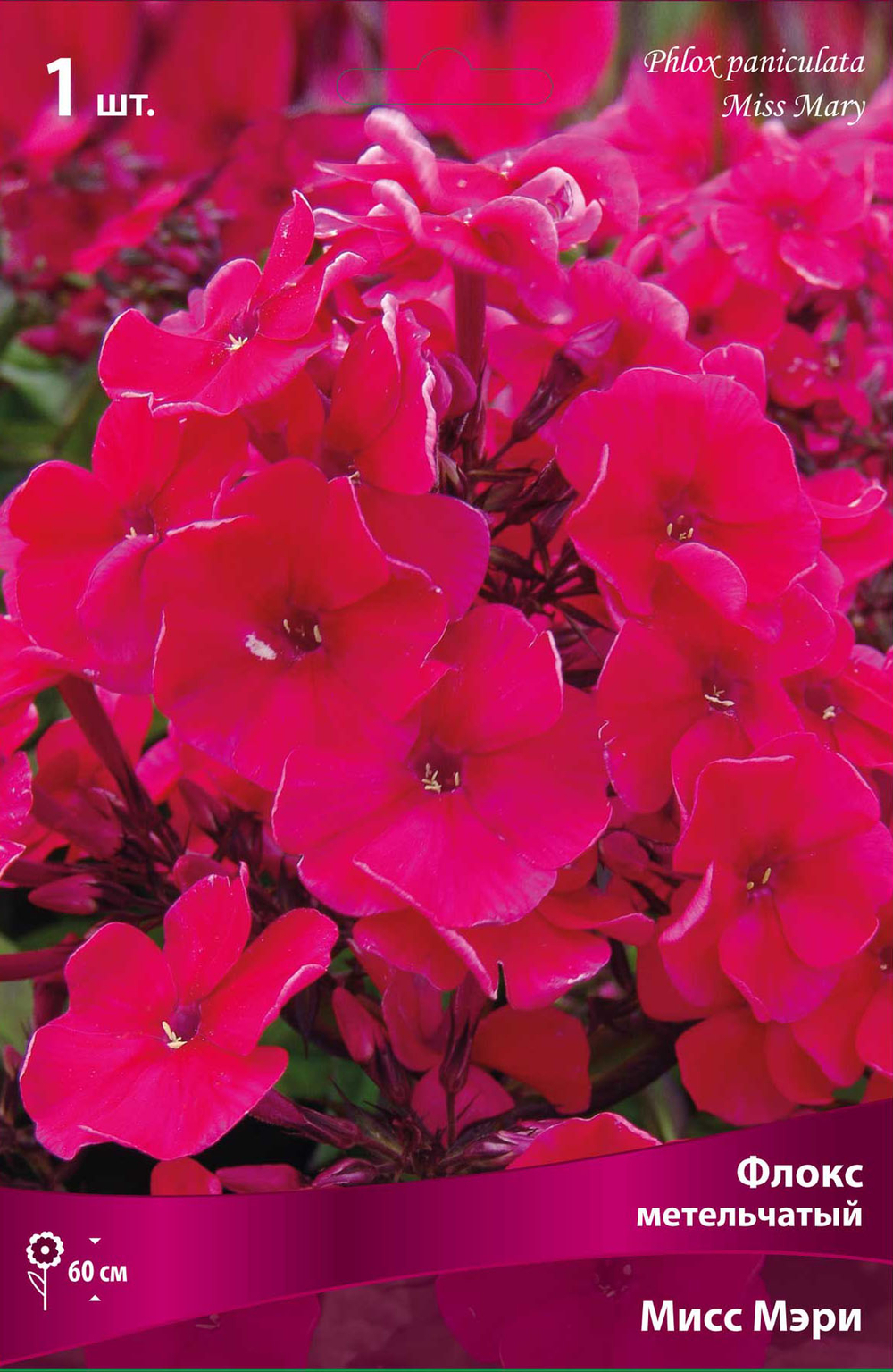 Флокс метельчатый Мисс Мэри