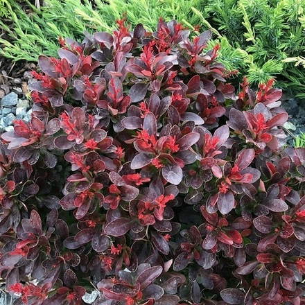 Барбарис Тунберга Атропурпуреа Нана