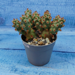 Tephrocactus Molinensis Red Glochids (Тефрокактус)