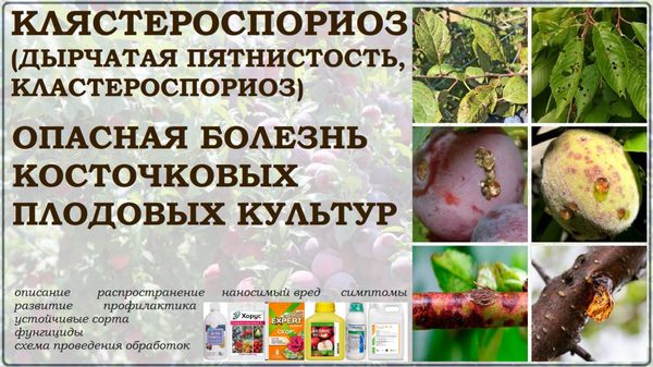 Болезни косточковых в июле: как распознать коккомикоз и клястероспориоз и спасти урожай