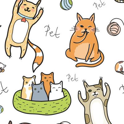 Домашние кошки и котята на белом фоне.