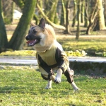 Комбинезон для собаки дождевик вырез на девочку бежево-коричневый Brutal heart  White wolf