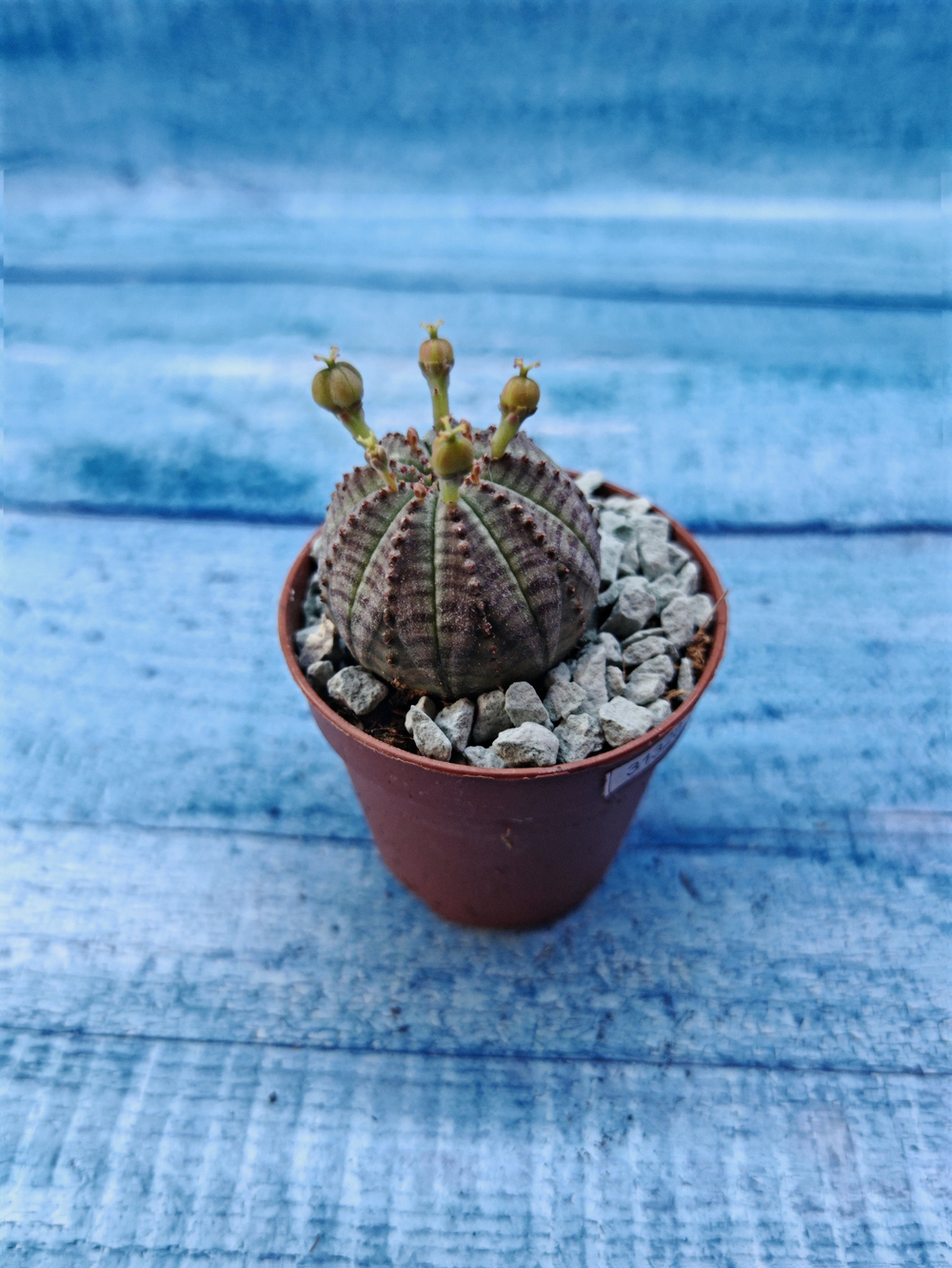 Euphoria Obesa (Эуфорбия)
