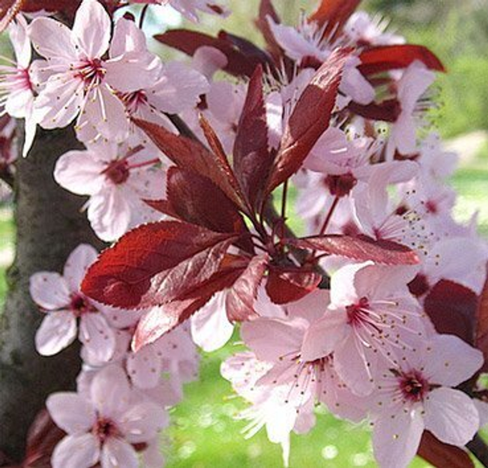 Сакура "Nigra"