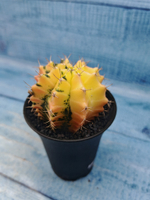 Gymnocalycium Variegata (Гимнокалициум Вариегатный)
