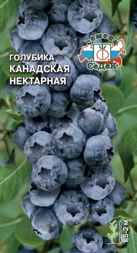 Голубика канадская Нектарная