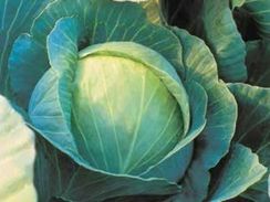 КУИЗОР F1 семена капусты белокочанной (Syngenta | Alexagro)