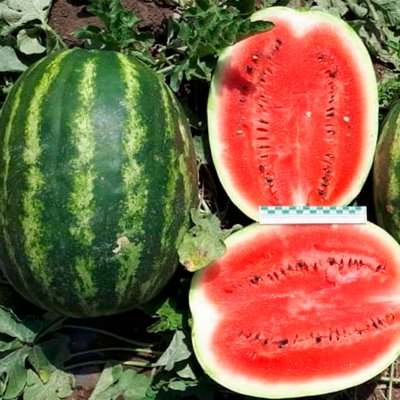 Осман F1 семена арбуза (Sakata / Саката)