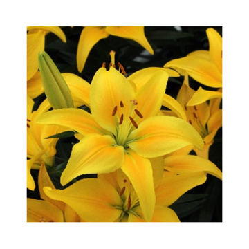 Лилия Тайни Глоу Генетически Низкорослая До 45 См