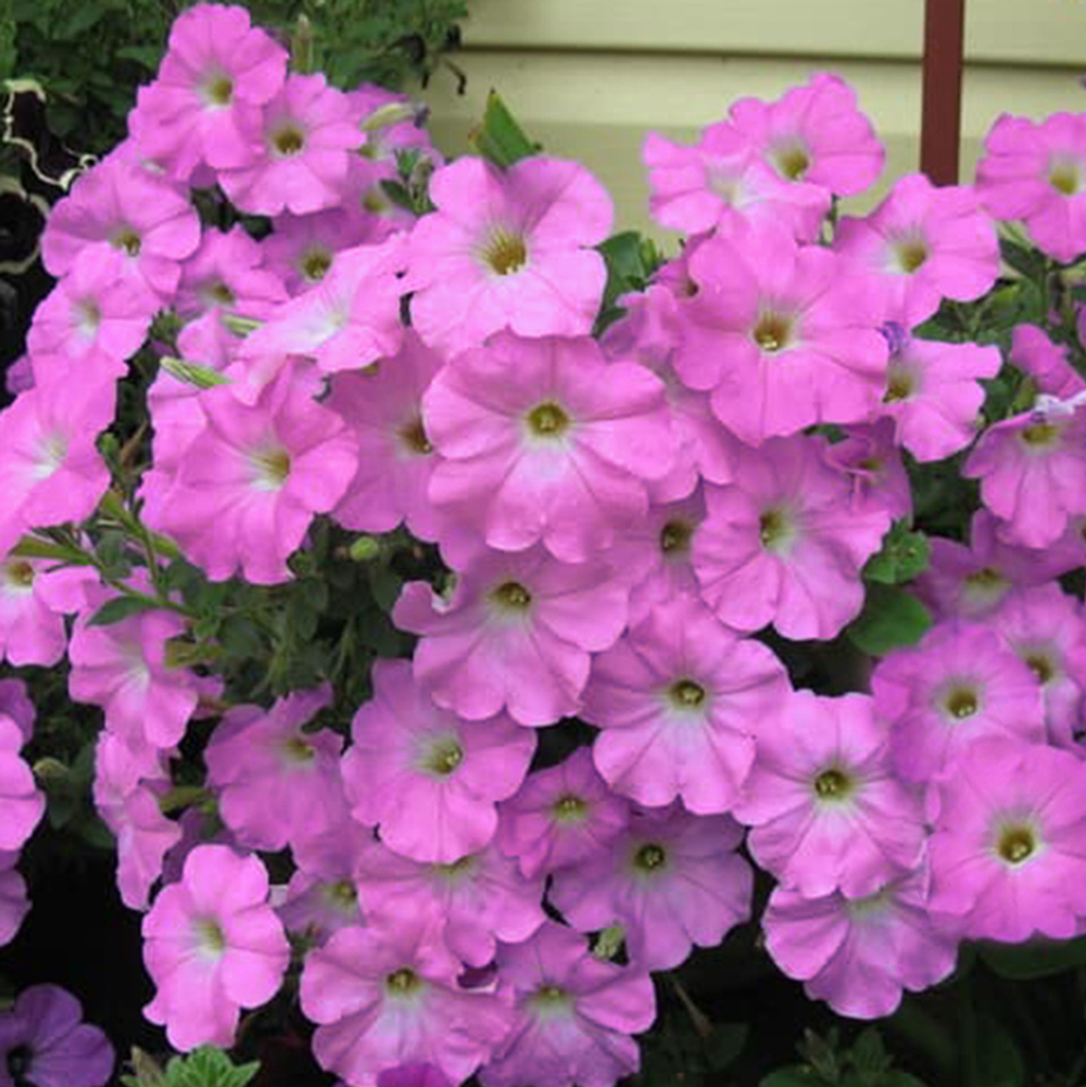 Петуния ампельная Опера Пинк F1 (50др) Витагрин Профи