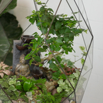 Готовый флорариум бонсай Лигуструм с водопадом Будда Фаберже