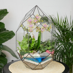 Готовый флорариум с медовой орхидеей Цефей с озером