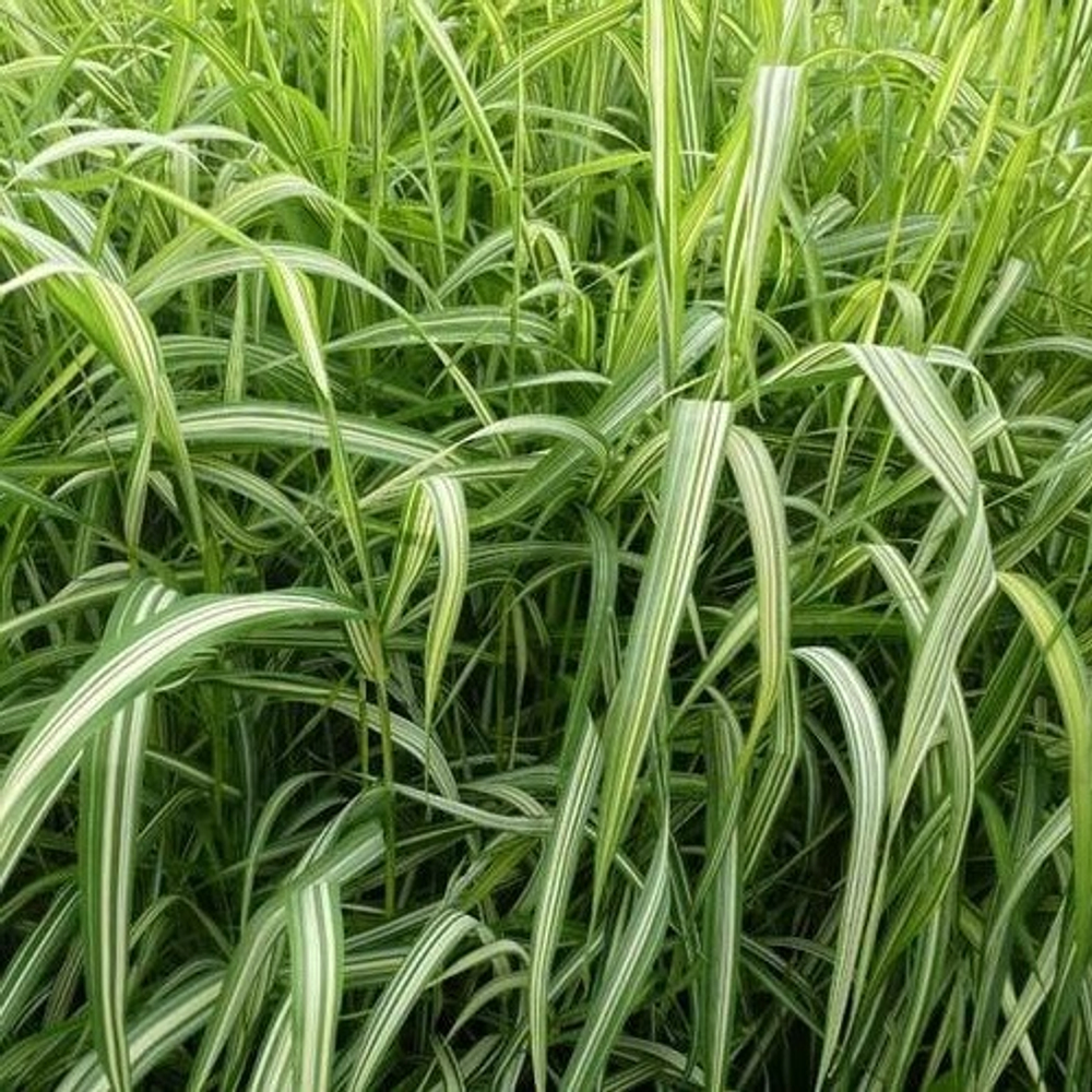 Фалярис тростниковый "Luteopicta". Phalaris arundinacea "Luteopicta".