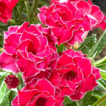 Адениум ENTRANCING