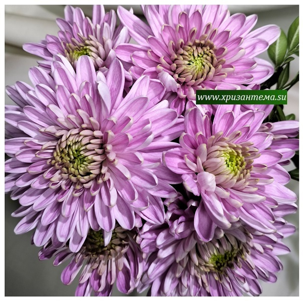 Хризантема крупноцветковая Rossano dark /о.105 /поставка весна 2026г/