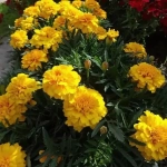 Семена Тагетес Джипси Саншайн 0,3гр