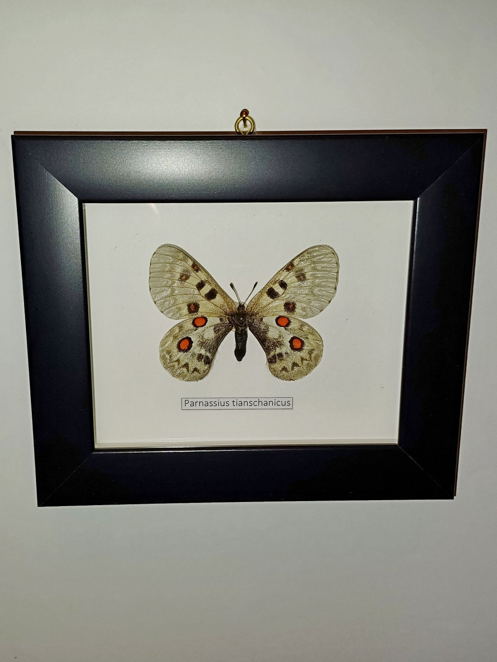 Бабочка Parnassius tianschanicus самка в рамке