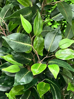 Фикус Бенджамина Новый 180 см.