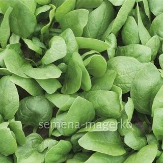 Шпинат Рембрандт (50000 семян)