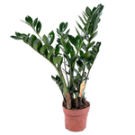 Замиокулькас