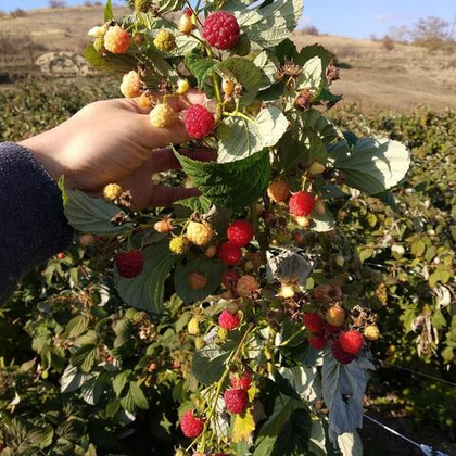 Малина ремонтантная сорт Херитейдж