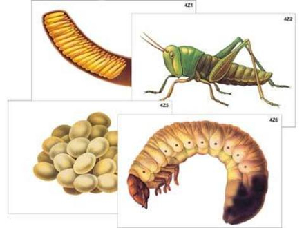 Модель-аппликация "Развитие насекомых с полным и неполным превращением"