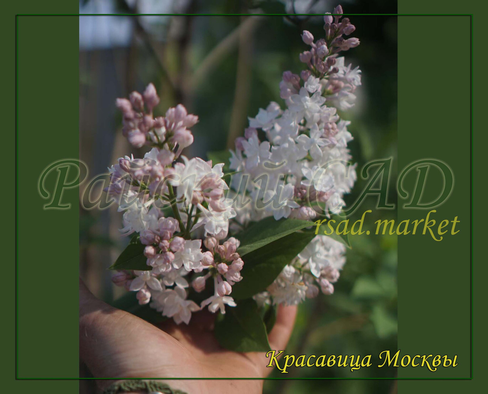 Сирень Красавица Москвы (Krasavitsa Moskvy)