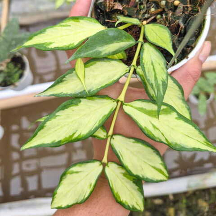 Хойя POLYNEURA INNER VAR