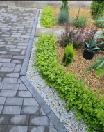 Спирея японская Литл Принсесс Р9