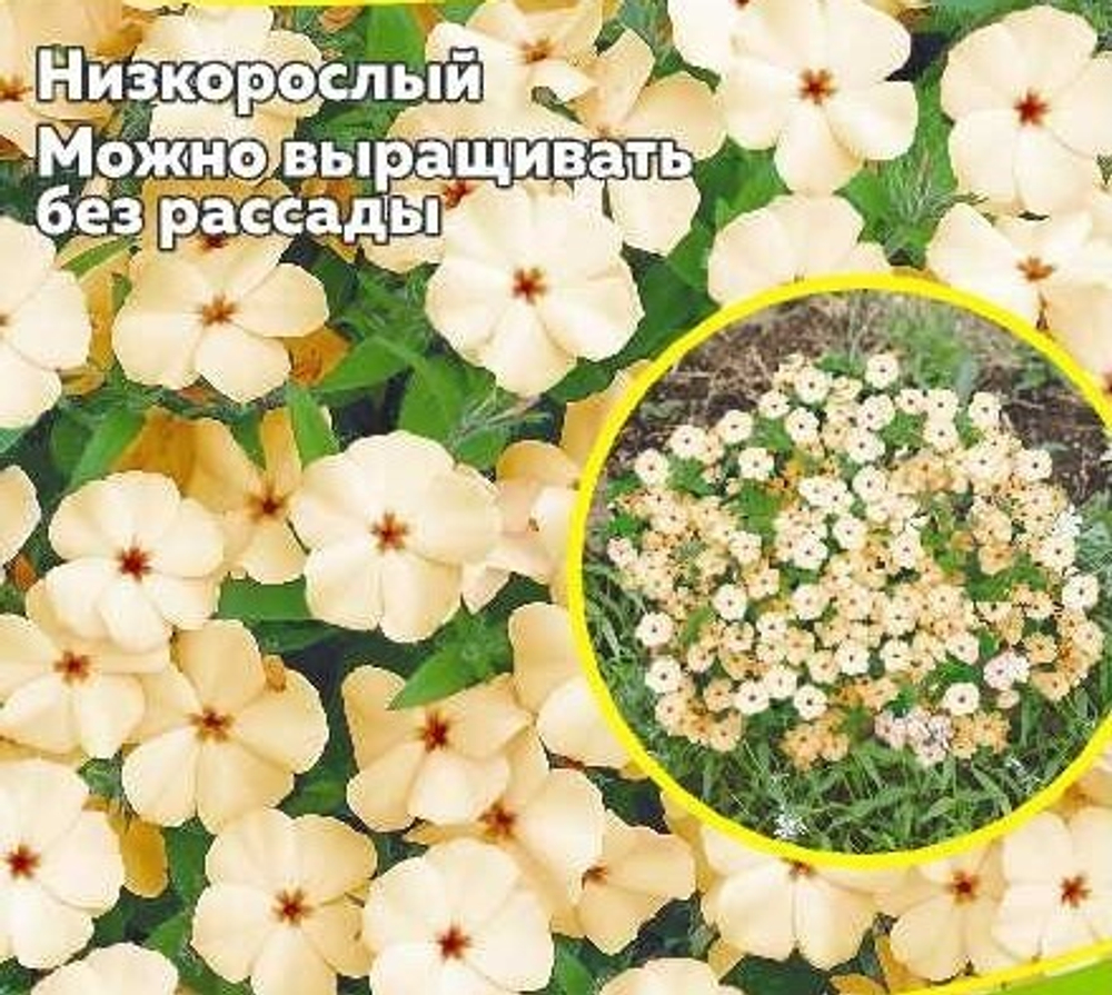 Флокс друммонда Изабеллина 0,1гр