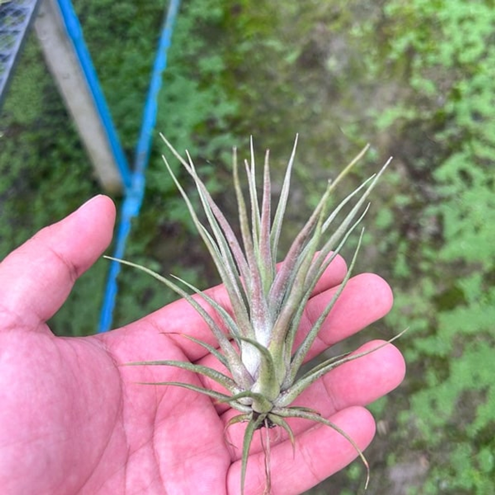 Тилландсия Joel (ionantha x bulbosa)