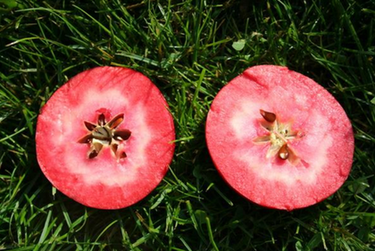 Яблоня традиционная красномясная (среднерослая 54-118, ММ 106) Редлав Эра