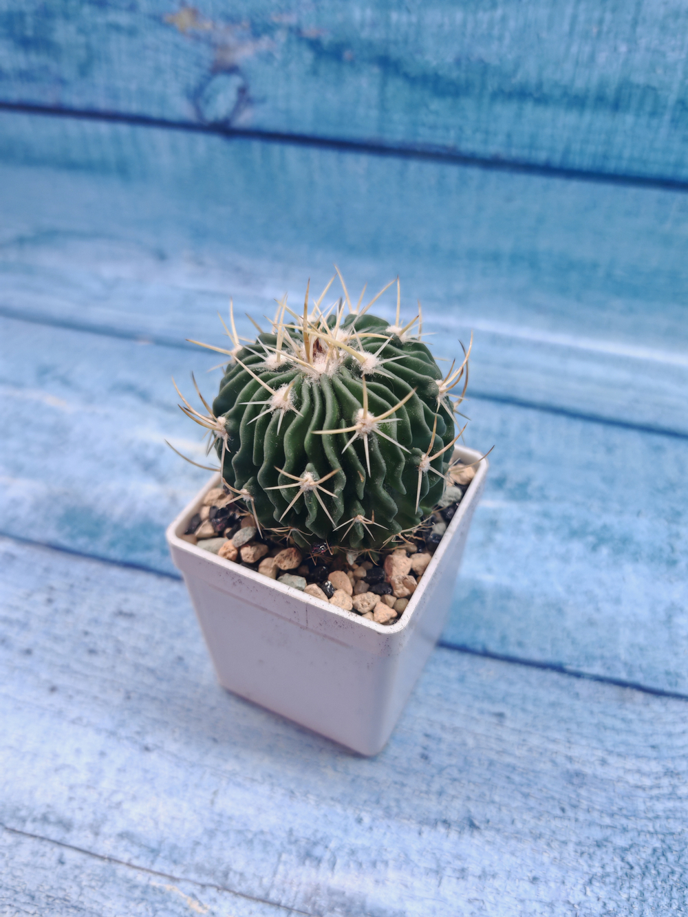 Echinofossulocactus Multicostatus (Эхинофоссулокактус)