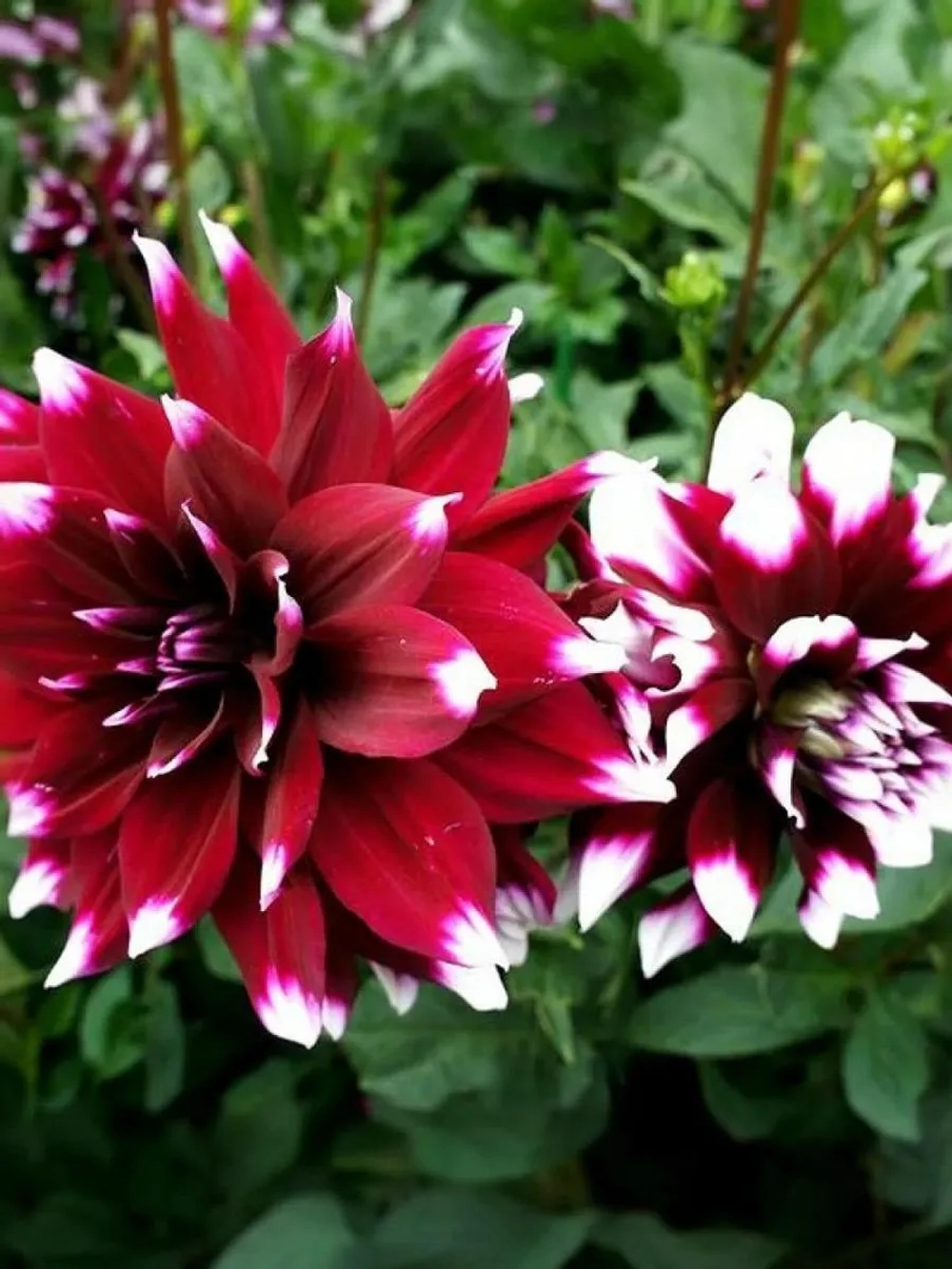 Георгин декоративный Мистери Дэй