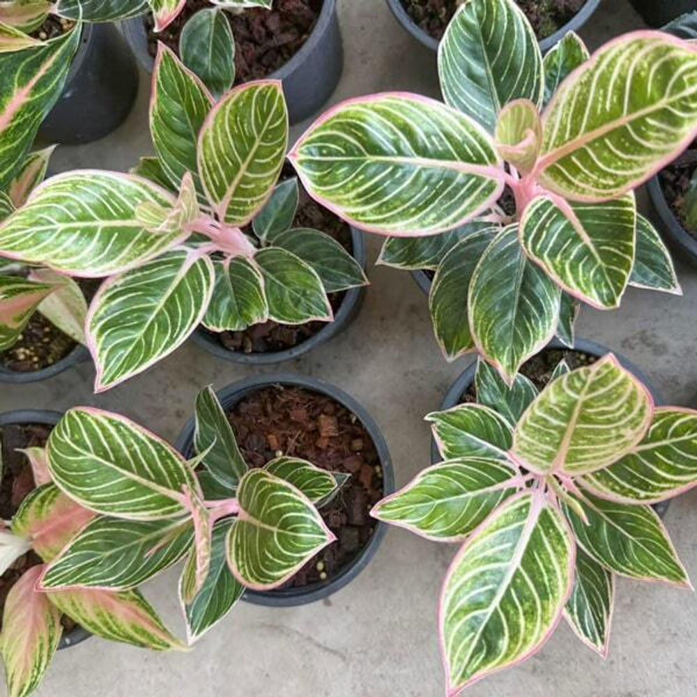 Аглаонема MINION