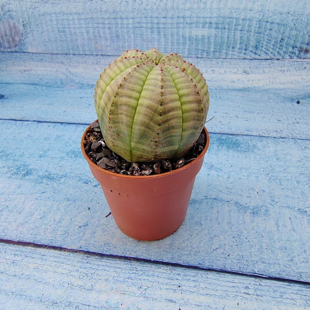 Euphoria Obesa (Эуфорбия)