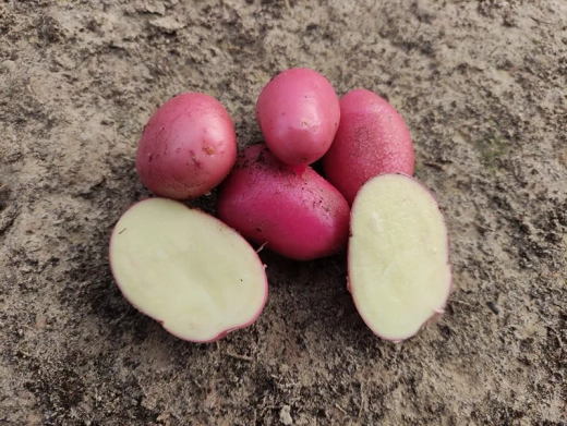 Картофель семенной 1 кг Аляска Закупка М56