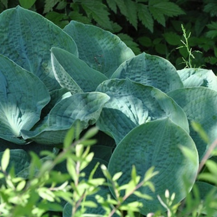 Хоста "Big Daddy". Hosta "Big Daddy".
